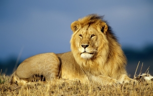 African lion wallpaper big cats animals