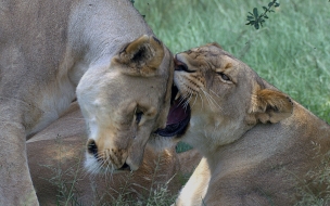 Fondo de pantalla leonas jugando