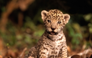 Fondo de pantalla leopardo bebe