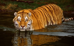 Fondo de pantalla tigre entrando al agua