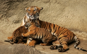 Fondo de pantalla tigre con sus bebes