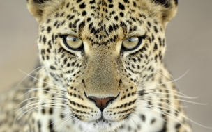 Fondo de pantalla leopardo mirando