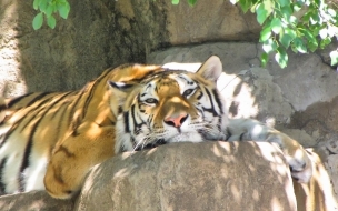 Fondo de pantalla tigre descansando