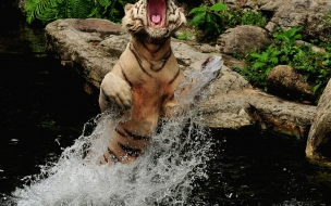 Fondo de pantalla tigre en el agua