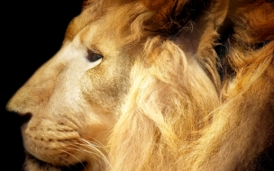 High resolution animals lion