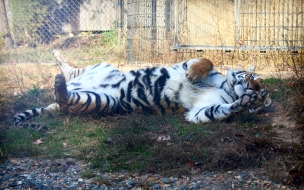 Fondo de pantalla tigre jugando