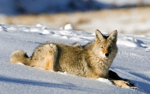 Fondo de pantalla lobo acostado en la nieve