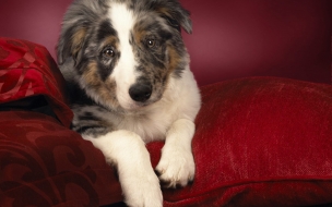 Fondo de pantalla perro viejo en sillon rojo