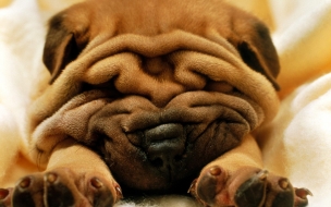 Fondo de pantalla perro sharpei dormido