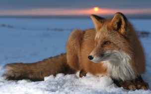 Fondo de pantalla zorro en la nieve