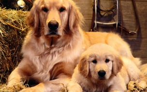 Fondo de pantalla golden retriever