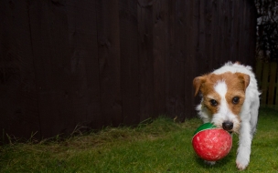 Fondo de pantalla perro con una pelota