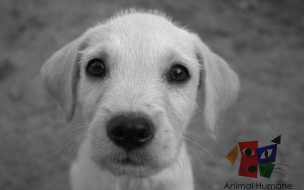 Fondo de pantalla perro blanco mirando