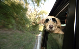 Fondo de pantalla perro paseando en carro