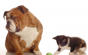 Fondo de pantalla perro Bulldog junto a un gato