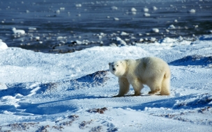 Fondo de pantalla oso polar caminando