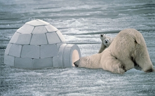 Fondo de pantalla oso polar buscando comida