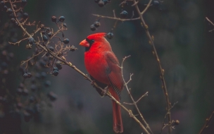 Cardinal 2560x1440 red bird bird 4k