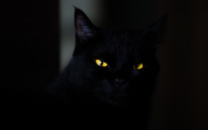 Cat 2560x1440 black yellow eyes 4k