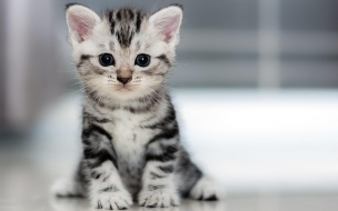 Kitten 2560x1440 cat cute 4k