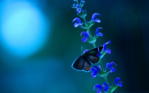 Butterfly 2560x1440 flowers blue