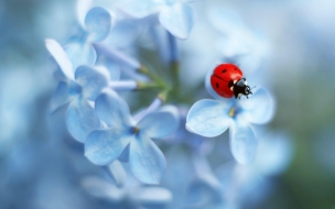 Ladybug 2560x1440 flower 4k