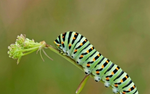 Caterpillar 2560x1440 green leaves 4k