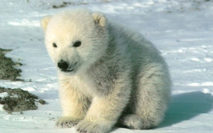 Fondo de pantalla oso polar bebe