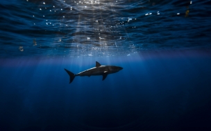 Shark 2560x1440 atlantic ocean underwater best diving sites