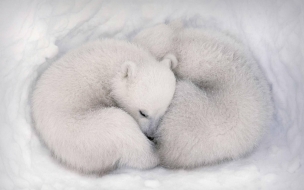 White bear 2560x1440 cute animals hd