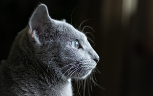 Cat 2560x1440 grey 4k