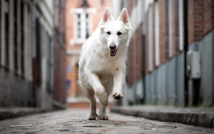 Berger blanc suisse 2560x1440 dog white 4k