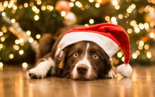 Christmas 2560x1440 new year dog cute animals 5k