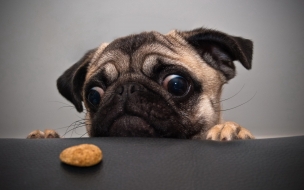 Dog 2560x1440 funny animals cookie 4k