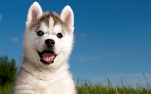 Husky 2560x1440 puppy funny animals cute animals 4k