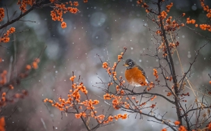 American robin 2560x1440 winter snow trees fog 4k