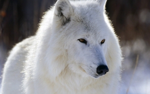 Fondo de pantalla lobo siveriano