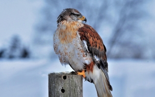 Ferruginous hawk 2560x1440 bird winter snow 4k