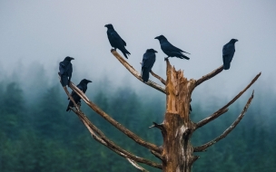 Raven 2560x1440 trees fog 5k