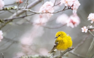 Pine warbler 2560x1440 bird yellow 4k