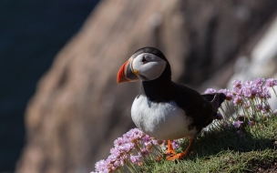 Puffin 2560x1440 bird 4k