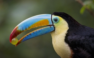 Toucan 2560x1440 bird 4k