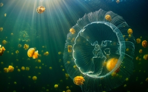 Jellyfish 2560x1440 underwater 8k