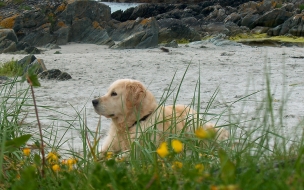 Fondo de pantalla perro solitario