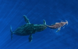 Whale 2560x1440 ocean blue 4k