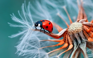 Ladybug 2560x1440 red flower 5k