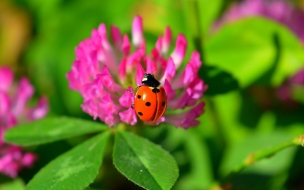 Ladybug 2560x1440 flower 4k