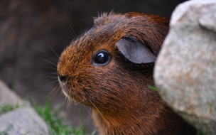 Guinea pig 2560x1440 brown cute animals