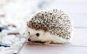 Hedgehog 2560x1440 cute animals 4k