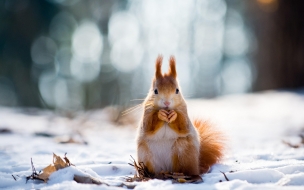 Squirrel 2560x1440 cute animals snow winter 4k